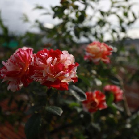 Homestay Doc Tinh 달랏 외부 사진