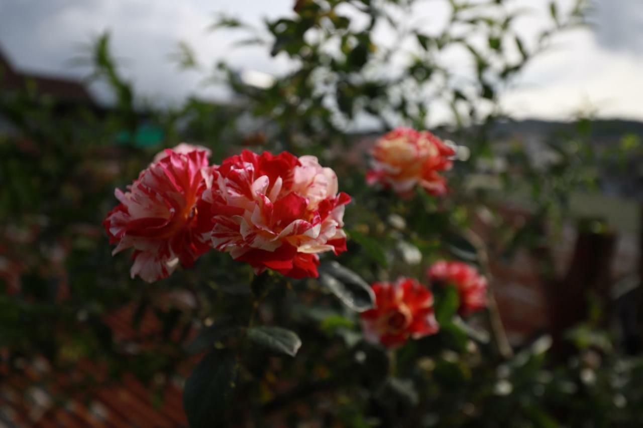 Homestay Doc Tinh 달랏 외부 사진