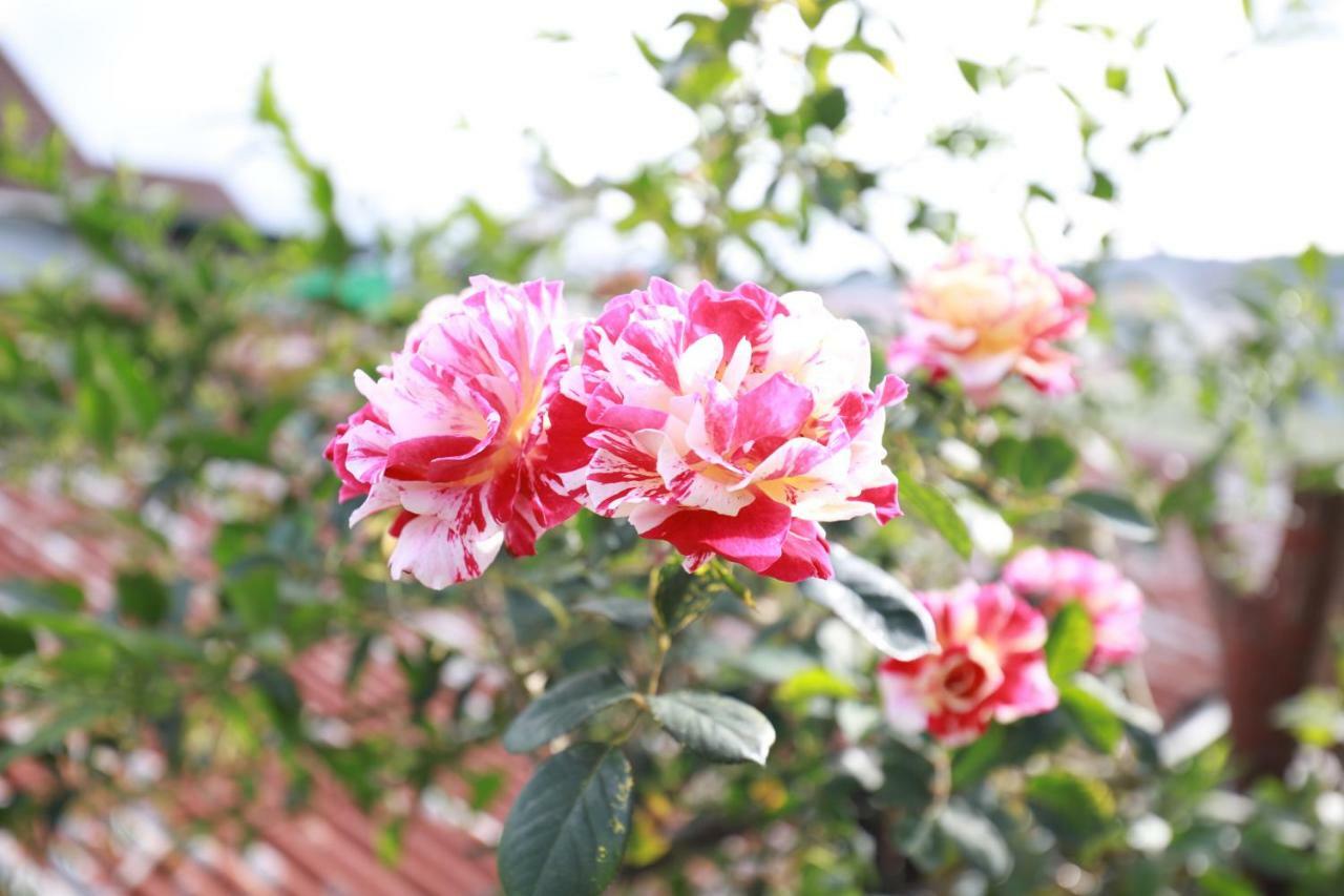 Homestay Doc Tinh 달랏 외부 사진